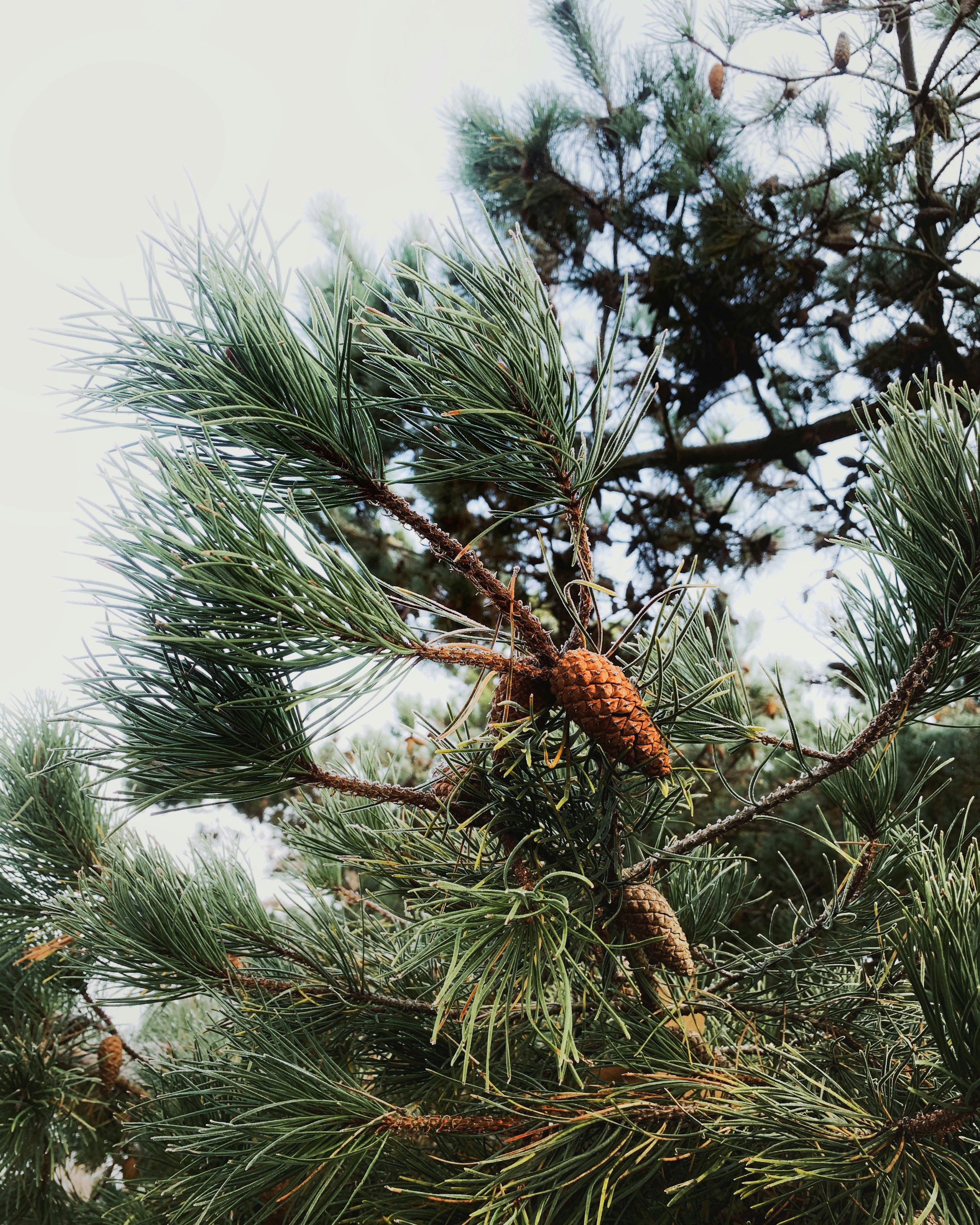 brown pine cone on green pine tree during daytime